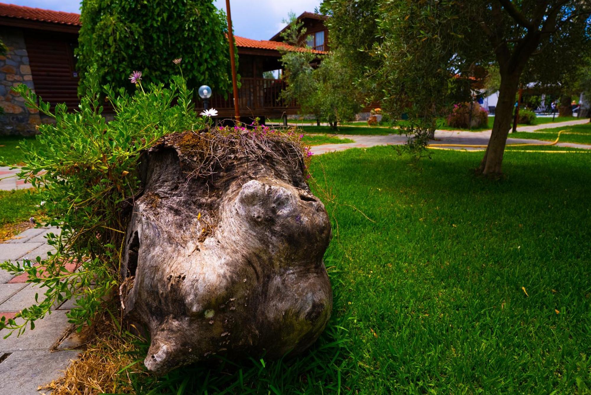 Defne Olive Gardens, Koca Calis, Fethiye - Previously Defne Pansiyon Exterior foto